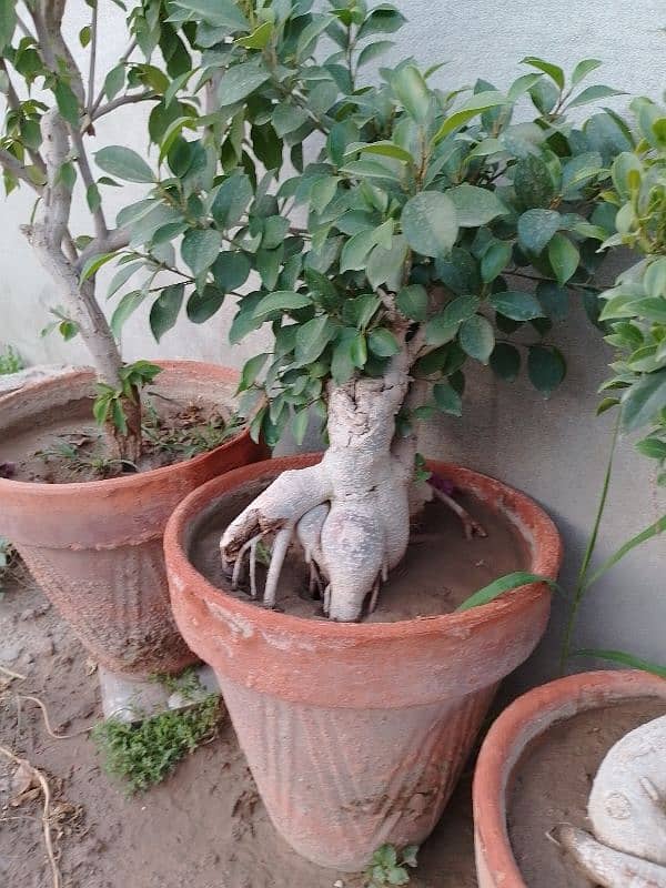 Live Bonsai Plant apx 14 years of age 0