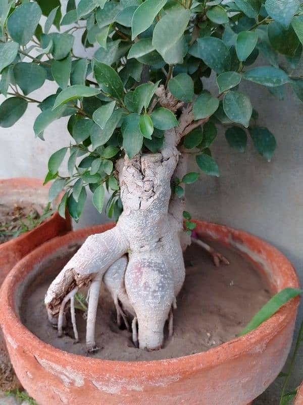 Live Bonsai Plant apx 14 years of age 2