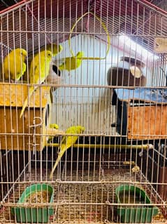 Australian Parrots Yellow colour