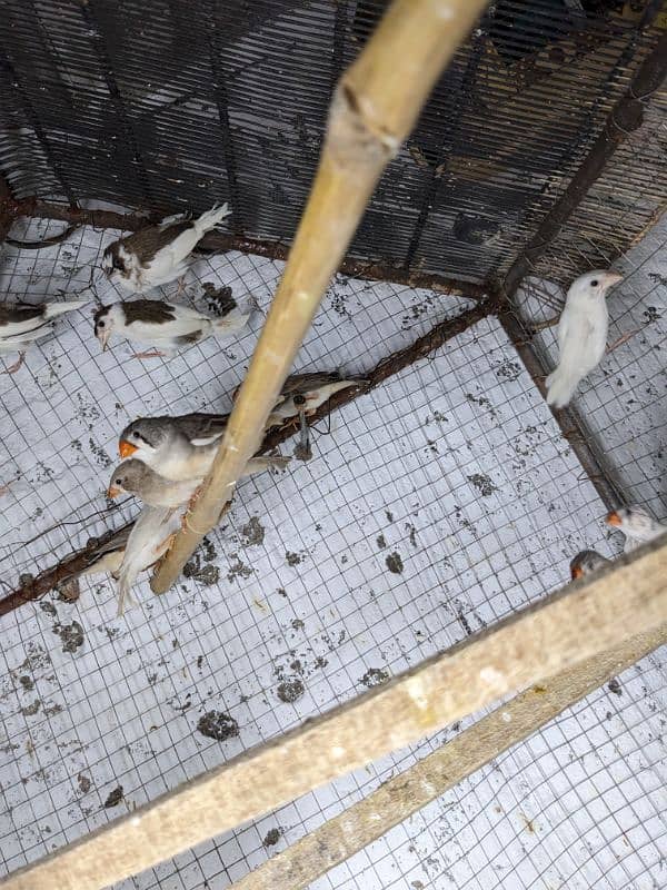 Zebra finches (03444608899) 3