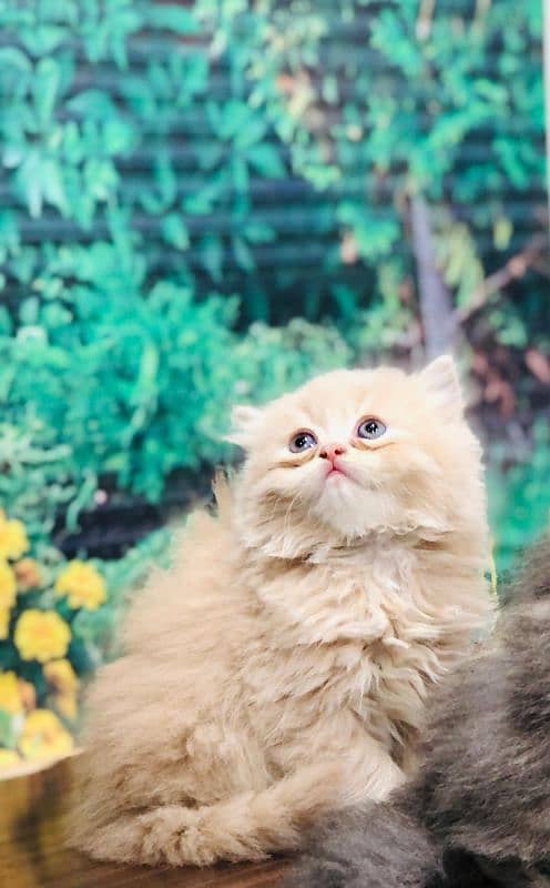 Persian Punch face triple coat cat Kitten 1