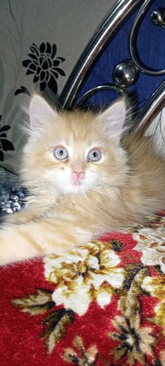 Persian kitten