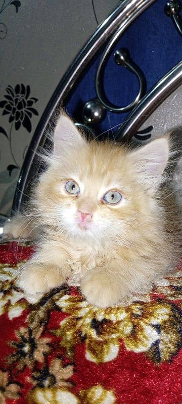 Persian kitten 5