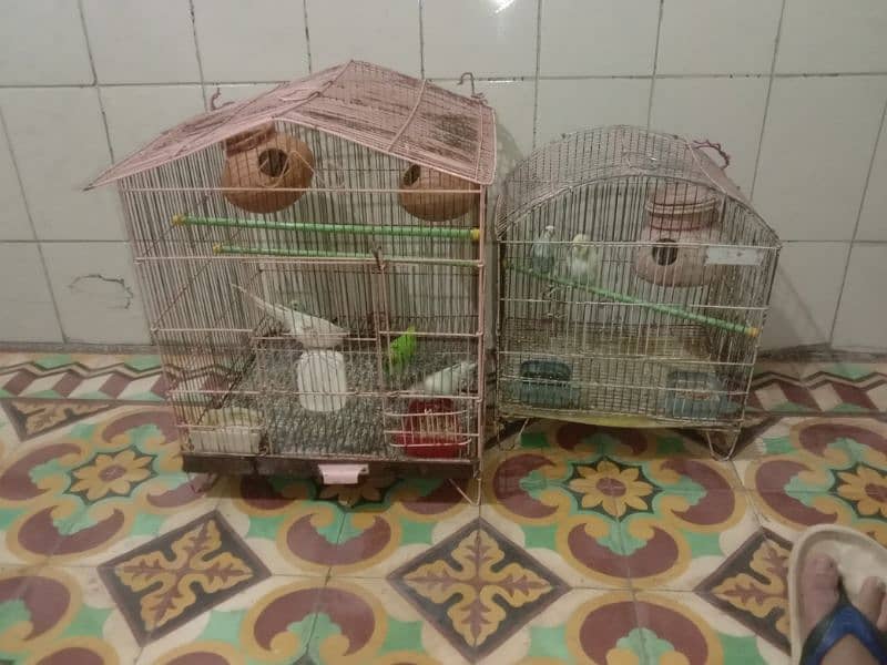 Australian bird pair with cage 0