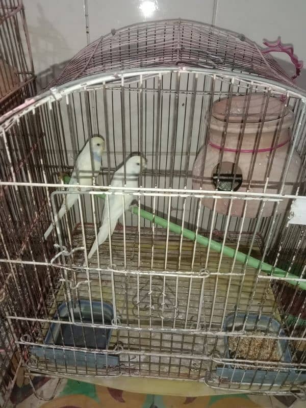 Australian bird pair with cage 2