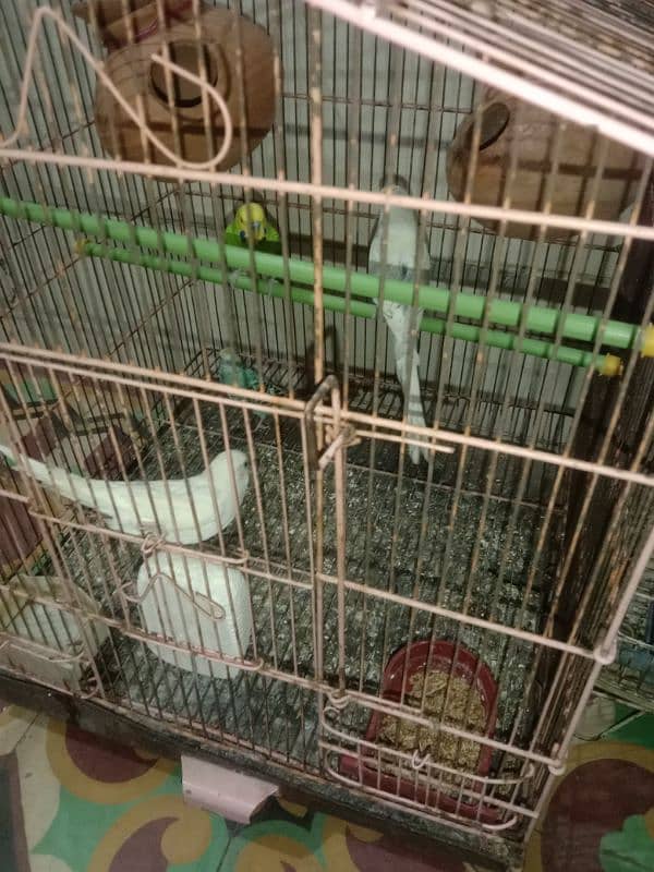 Australian bird pair with cage 3