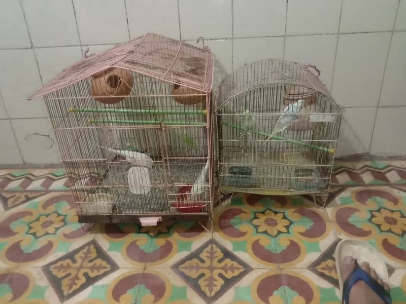 Australian bird pair with cage 4