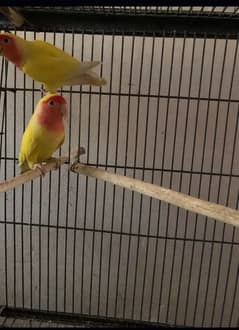 lovebird