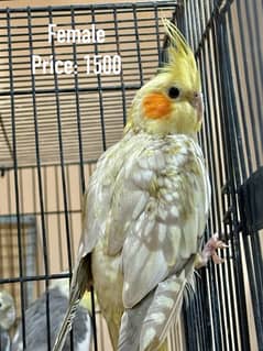 Breed Guaranteed Cockatiels