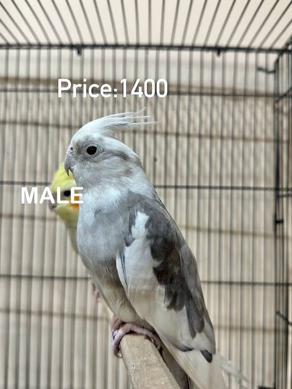 Breed Guaranteed Cockatiels 1