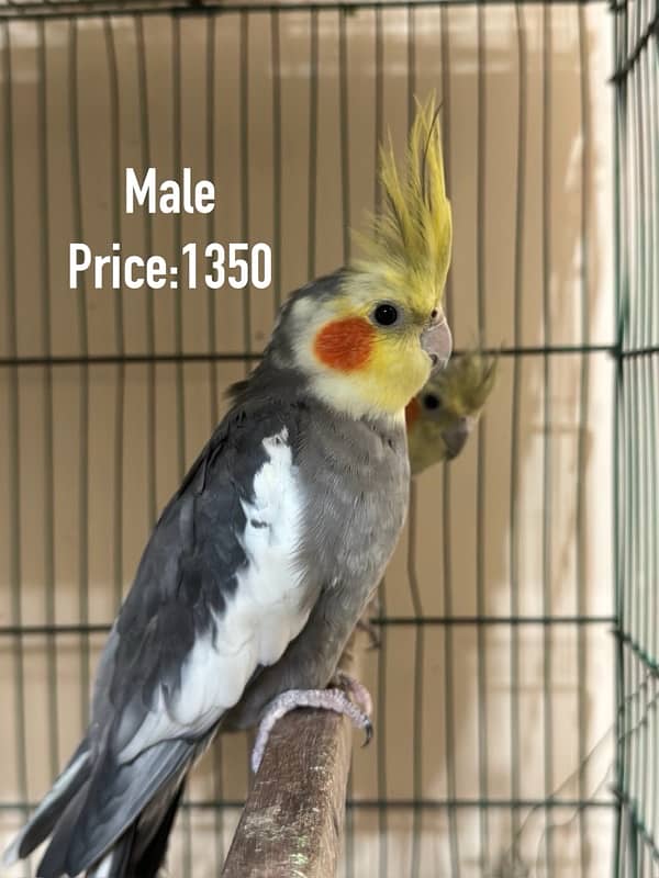 Breed Guaranteed Cockatiels 2