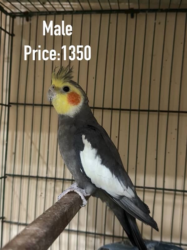 Breed Guaranteed Cockatiels 3