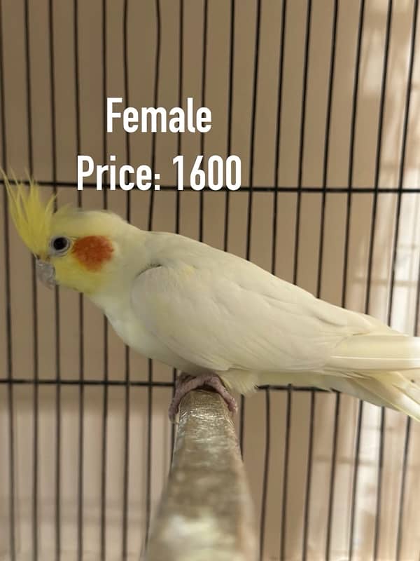 Breed Guaranteed Cockatiels 4