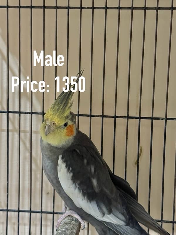 Breed Guaranteed Cockatiels 5