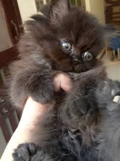 High Quality Persian Male Kitten Available - 2 Months Age