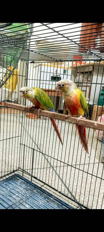 Rosella, Conure, Lovebirds 1