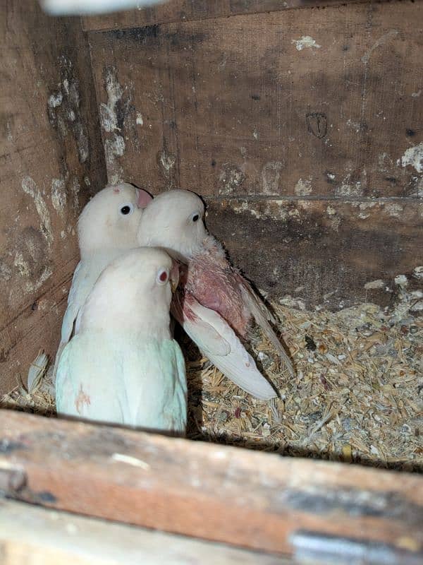 Rosella, Conure, Lovebirds 2