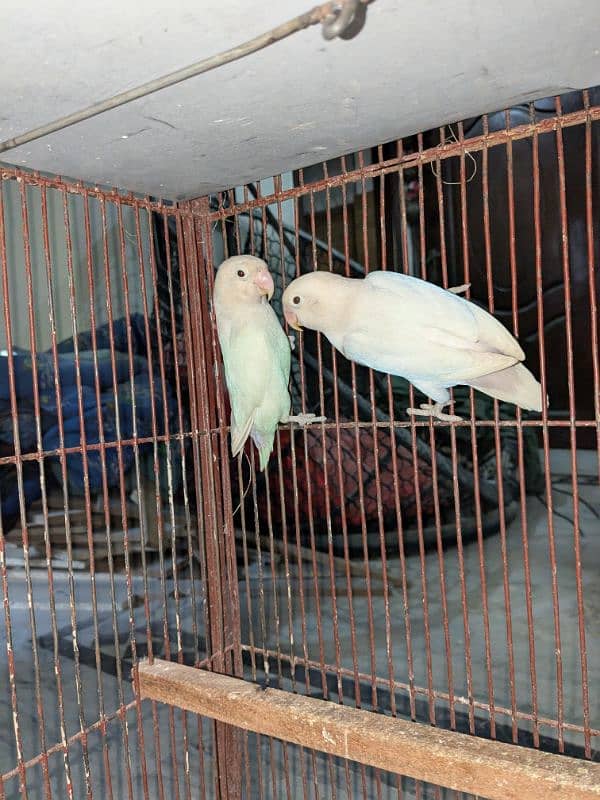 Rosella, Conure, Lovebirds 3