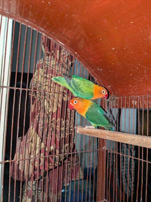 Rosella, Conure, Lovebirds 5