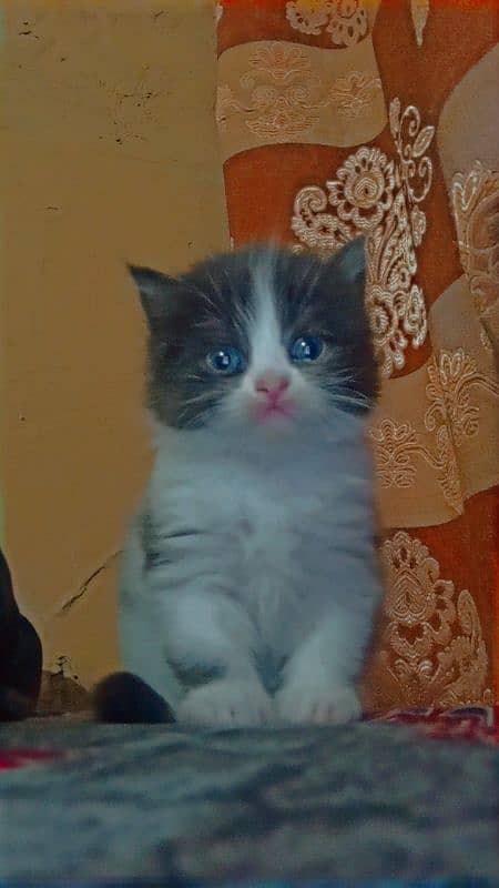 Male Available For Cross Not For Sale Kitten Results Chak On Add 6