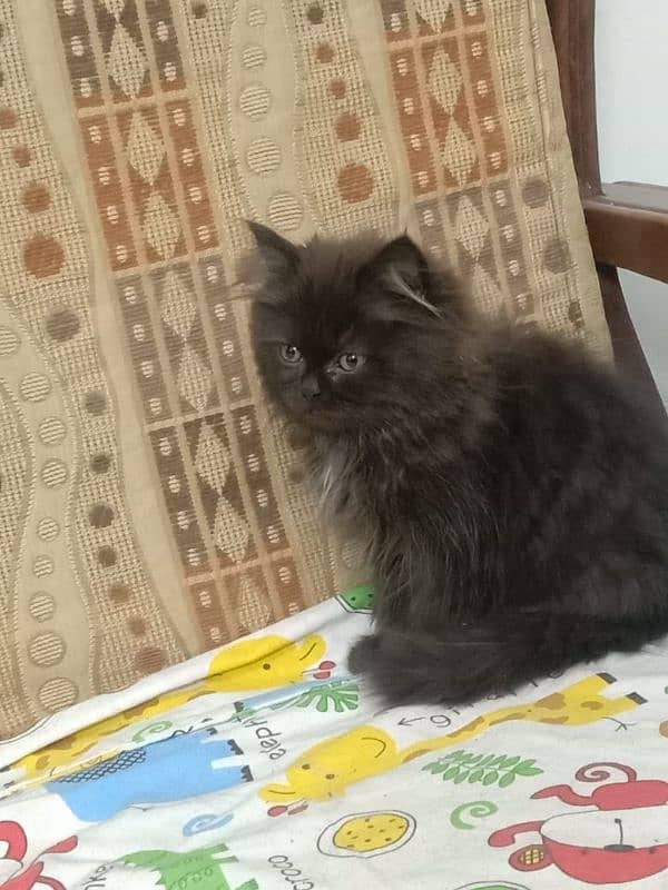 Male Available For Cross Not For Sale Kitten Results Chak On Add 7