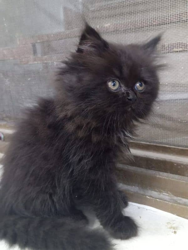 Male Available For Cross Not For Sale Kitten Results Chak On Add 12