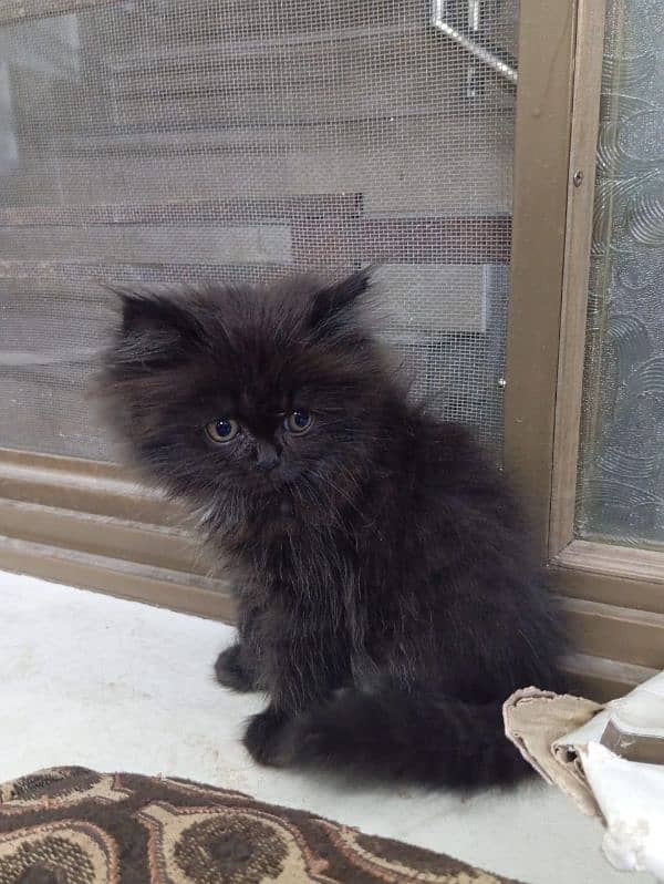 Male Available For Cross Not For Sale Kitten Results Chak On Add 13