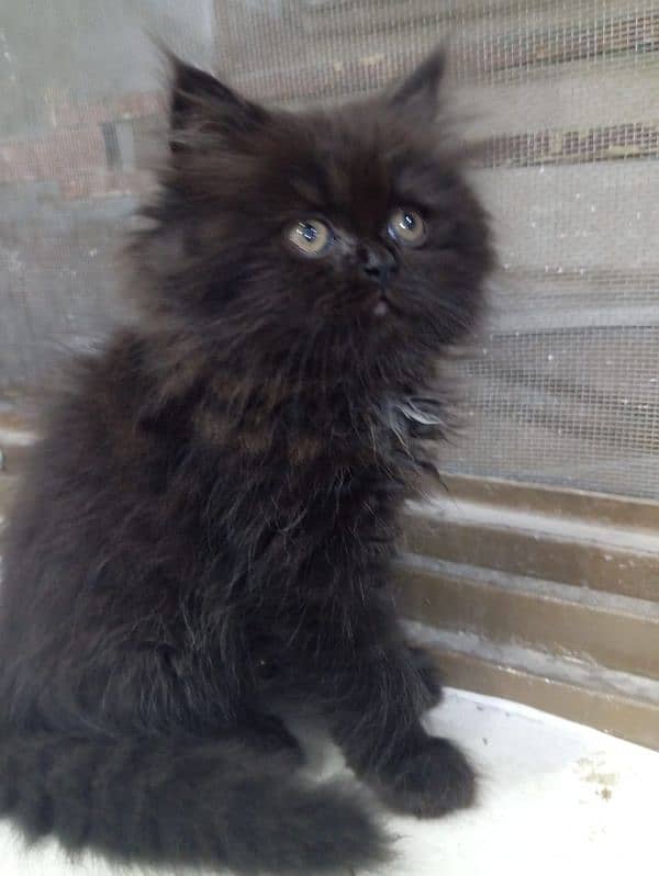 Male Available For Cross Not For Sale Kitten Results Chak On Add 14