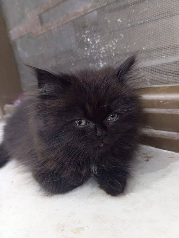 Male Available For Cross Not For Sale Kitten Results Chak On Add 16