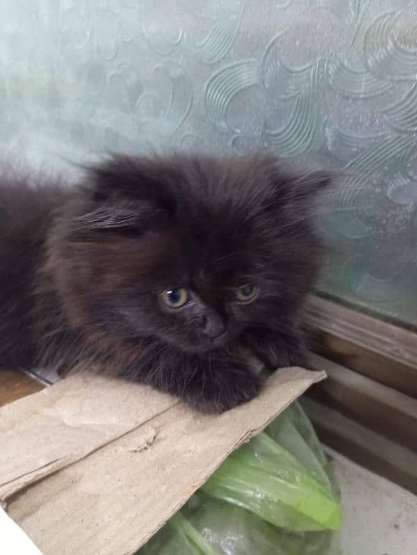 Male Available For Cross Not For Sale Kitten Results Chak On Add 17