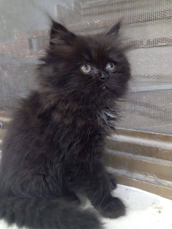 Male Available For Cross Not For Sale Kitten Results Chak On Add 18