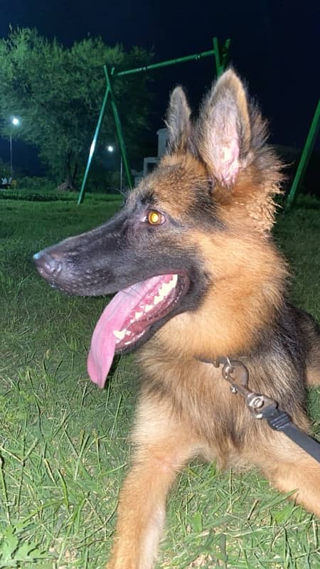 German Shepherd Female 1