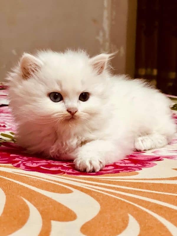 Persian kitten 0