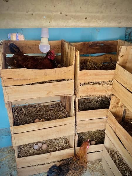 egg laying hen | organic egg laying hen | golden misri | desi andy | 0