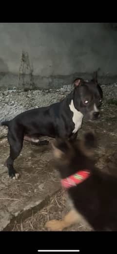 Pitbull American Staffordshire