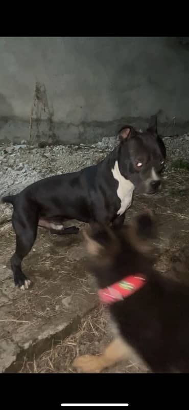 Pitbull American Staffordshire 0