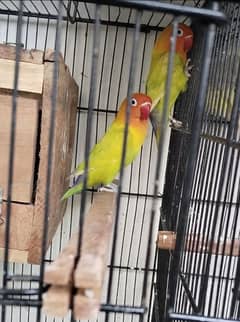 Love bird pair Green opline