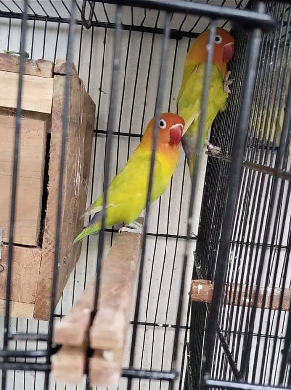 Love bird pair Green opline 0