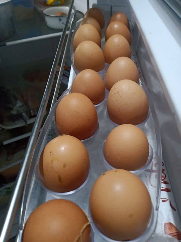 60 Gram Desi murgi eggs @500 Dozen 03343254878 0