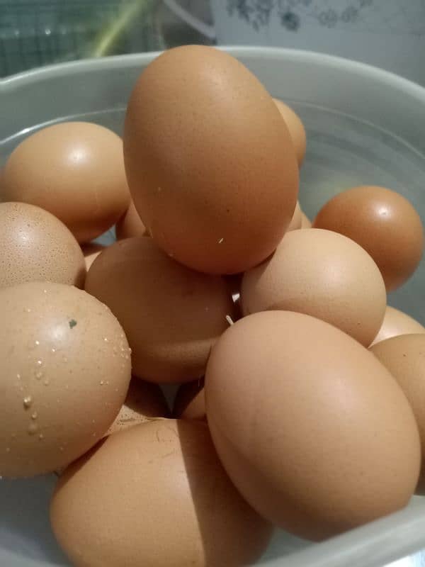 60 Gram Desi murgi eggs @500 Dozen 03343254878 1