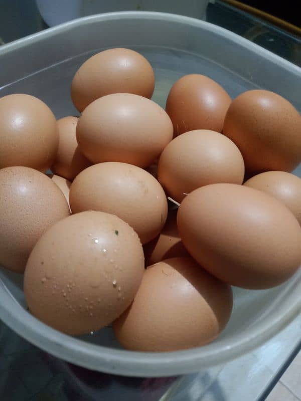 60 Gram Desi murgi eggs @500 Dozen 03343254878 2