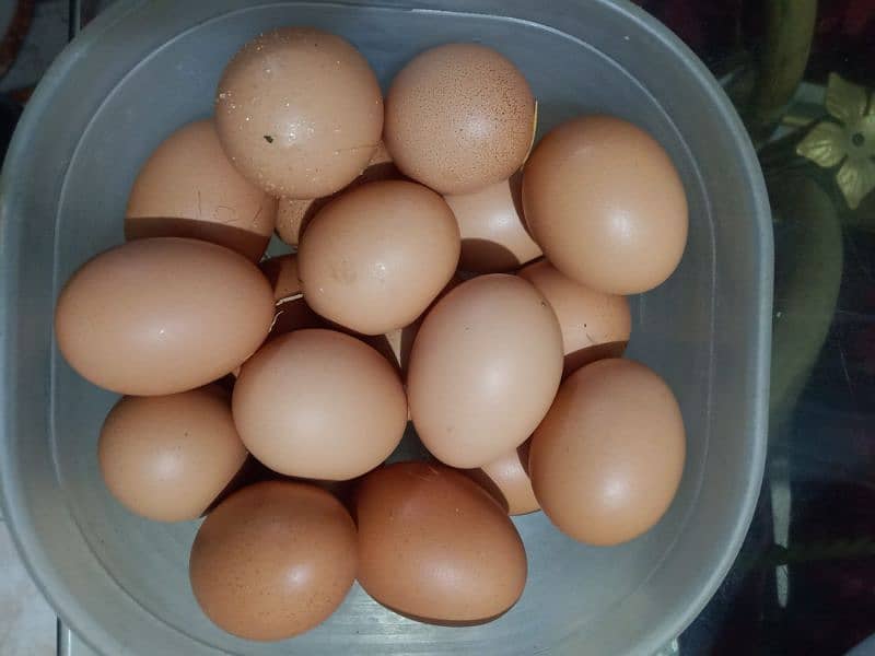 60 Gram Desi murgi eggs @500 Dozen 03343254878 3