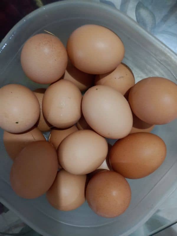 60 Gram Desi murgi eggs @500 Dozen 03343254878 4