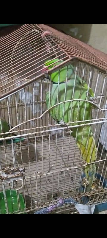 Ringneck pair for ready to bread 4