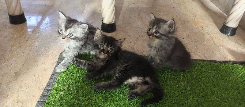 Persian Kittens For Sale 2