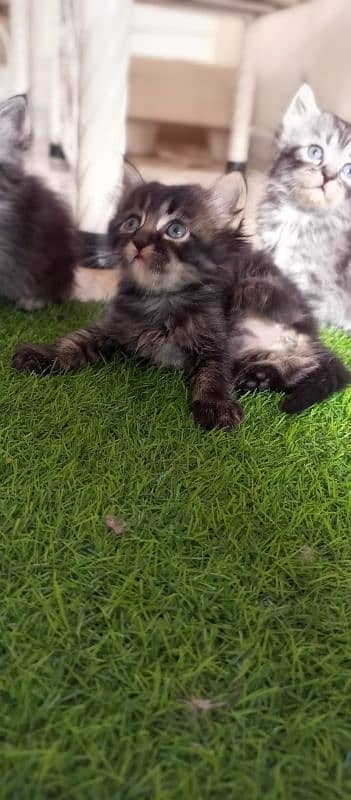 Persian Kittens For Sale 3