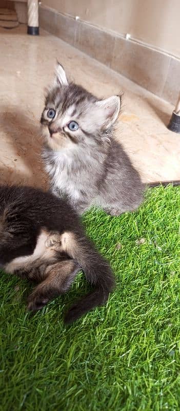 Persian Kittens For Sale 4