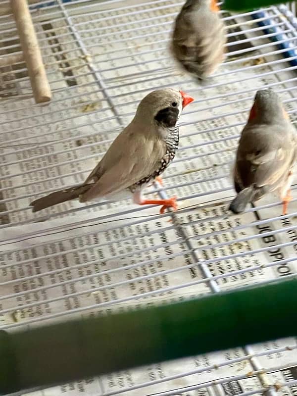 For sale more then 35 Finches, Zebra and Penguin Finches,Cage included 1