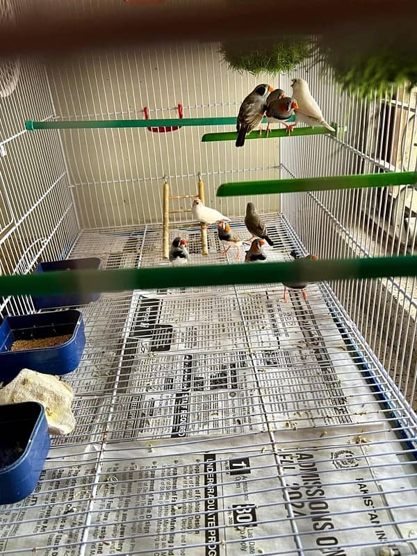 For sale more then 35 Finches, Zebra and Penguin Finches,Cage included 2