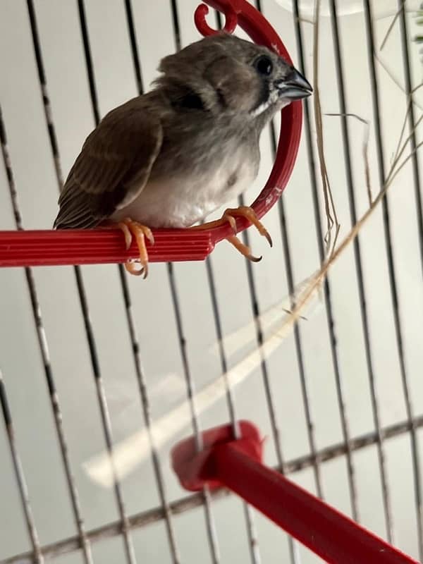 For sale more then 35 Finches, Zebra and Penguin Finches,Cage included 3